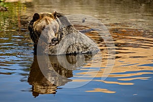 Grizzly Bear Ursus arctos horribilis mirroring in the water