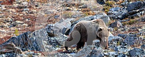 Light Brown Grizzly Bear [ursus arctos horribilis] picking his way through the rocks in Denali National Park in Alaska USA