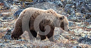 Grizzly Bear [ursus arctos horribilis] in the mountain above the Savage River in Denali National Park in Alaska USA