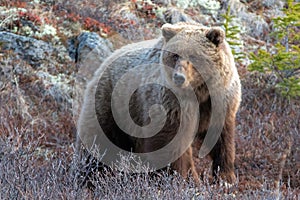 Grizzly Bear [ursus arctos horribilis] in the mountain above the Savage River in Denali National Park in Alaska USA