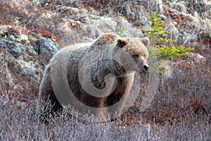 Grizzly Bear [ursus arctos horribilis] in the mountain above the Savage River in Denali National Park in Alaska USA