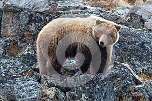 Grizzly Bear [ursus arctos horribilis] in the mountain above the Savage River in Denali National Park in Alaska USA