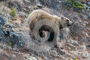 Grizzly Bear [ursus arctos horribilis] in the mountain above the Savage River in Denali National Park in Alaska USA