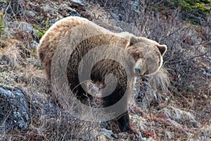 Grizzly Bear [ursus arctos horribilis] in the mountain above the Savage River in Denali National Park in Alaska USA