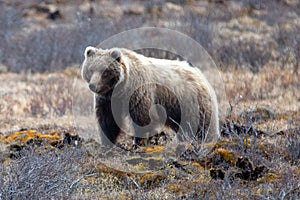 Light Brown Grizzly Bear [ursus arctos horribilis] foraging for food in Denali National Park in Alaska USA