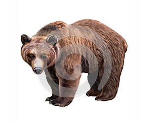The grizzly bear Ursus arctos horribilis photo