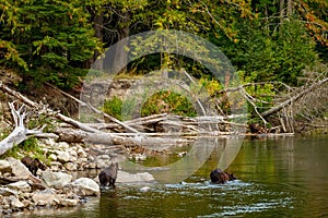 Grizzly Bear Ursus arctos horribilis salmon fishing in the Atnarko River in Tweedsmuir South Provincial Park