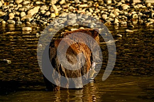 Grizzly Bear Ursus arctos horribilis salmon fishing in the Atnarko River in Tweedsmuir South Provincial Park