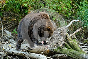 Grizzly Bear Ursus arctos horribilis salmon fishing in the Atnarko River in Tweedsmuir South Provincial Park