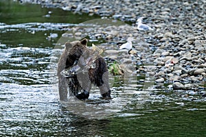 Grizzly Bear Ursus arctos horribilis salmon fishing in the Atnarko River in Tweedsmuir South Provincial Park