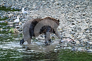 Grizzly Bear Ursus arctos horribilis salmon fishing in the Atnarko River in Tweedsmuir South Provincial Park