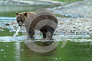 Grizzly Bear Ursus arctos horribilis salmon fishing in the Atnarko River in Tweedsmuir South Provincial Park