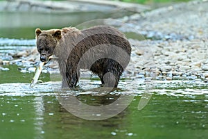 Grizzly Bear Ursus arctos horribilis salmon fishing in the Atnarko River in Tweedsmuir South Provincial Park