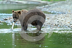 Grizzly Bear Ursus arctos horribilis salmon fishing in the Atnarko River in Tweedsmuir South Provincial Park