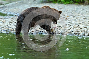 Grizzly Bear Ursus arctos horribilis salmon fishing in the Atnarko River in Tweedsmuir South Provincial Park