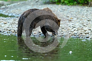 Grizzly Bear Ursus arctos horribilis salmon fishing in the Atnarko River in Tweedsmuir South Provincial Park