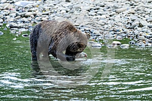 Grizzly Bear Ursus arctos horribilis salmon fishing in the Atnarko River in Tweedsmuir South Provincial Park