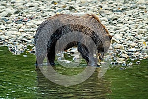 Grizzly Bear Ursus arctos horribilis salmon fishing in the Atnarko River in Tweedsmuir South Provincial Park