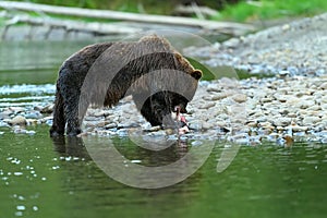 Grizzly Bear Ursus arctos horribilis salmon fishing in the Atnarko River in Tweedsmuir South Provincial Park