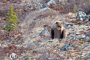 Grizzly Bear [ursus arctos horribilis] sitting down in the mountain above the Savage River in Denali National Park in Alaska USA