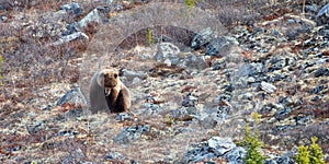 Grizzly Bear [ursus arctos horribilis] sitting down the mountain above the Savage River in Denali National Park in Alaska USA