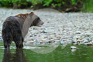 Grizzly Bear Ursus arctos horribilis standing in the Atnarko River in Tweedsmuir South Provincial Park