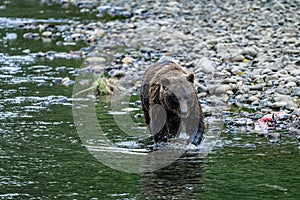 Grizzly Bear Ursus arctos horribilis walking in the Atnarko River in Tweedsmuir South Provincial Park