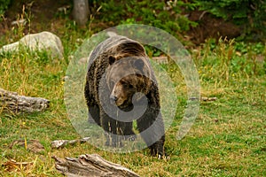 Grizzly Bear Ursus arctos horribilis walking in the woods