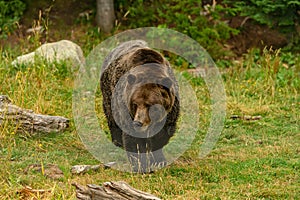 Grizzly Bear Ursus arctos horribilis walking in the woods