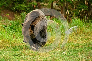 Grizzly Bear Ursus arctos horribilis walking in the woods