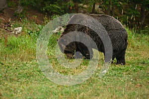 Grizzly Bear Ursus arctos horribilis walking in the woods