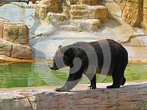 Grizzly Bear, Ursus arctos horribilis, in Winnipeg Zoo, Manitoba, Canada