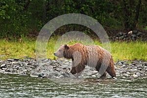 Grizzly bear, ursus arctos, silvertip bear, Alaska photo