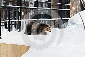 Grizzly Bear or Ursus arctos yesoensis at Asahiyama Zoo in winter season. landmark and popular for tourists attractions in