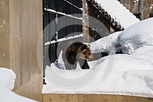 Grizzly Bear or Ursus arctos yesoensis at Asahiyama Zoo in winter season. landmark and popular for tourists attractions in