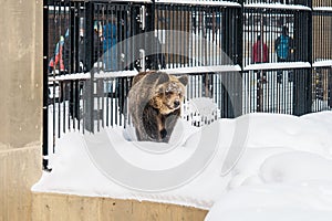 Grizzly Bear or Ursus arctos yesoensis at Asahiyama Zoo in winter season. landmark and popular for tourists attractions in