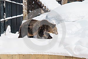 Grizzly Bear or Ursus arctos yesoensis at Asahiyama Zoo in winter season. landmark and popular for tourists attractions in