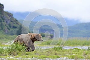 Grizzly Bear ( Urus arctos horribilis)