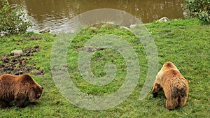 Grizzly bear walk on green grass by the pond.Big bear in nature. Predatory animals.