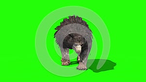 Grizzly BEAR Walkcycle Font Green Screen 3D Rendering Animation