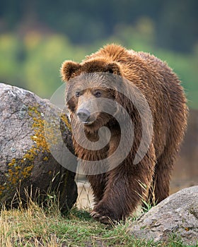 Grizzly bear walking between large rocks