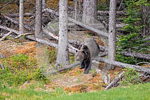 Grizzly bear walking out of the woods near Jasper