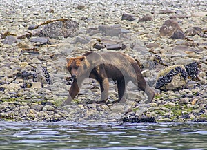 Grizzly bear walking on a sea shore in Glacier Bay National Park