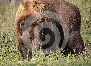 Grizzly bear walking thru green meadow