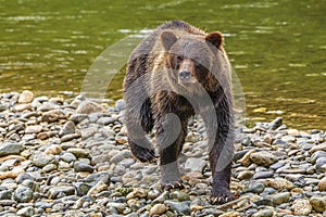 Grizzly Bear Walking Towards the Camera