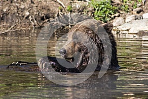 Grizzly Bear in Water