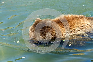 Grizzly bear in water, head submerged looking for fish