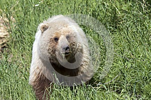 Grizzly bear in the wild eating grass