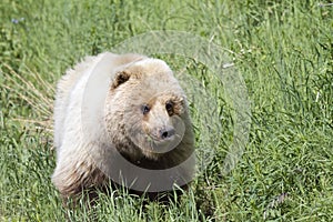 Grizzly bear in the wild eating grass