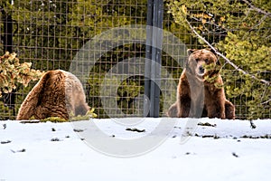 Grizzly Bear in the winter with snow life styleeat play chill